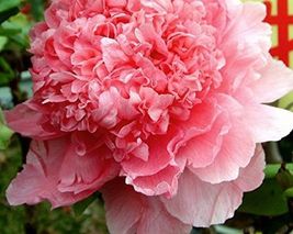 &#39;Meilitianshi&#39; Rose Pink Peony Seeds, professional pack, plicated big bl... - £8.60 GBP