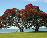 New Zealand Christmas Tree Metrosideros Tomentosa  10 Seeds - $8.99