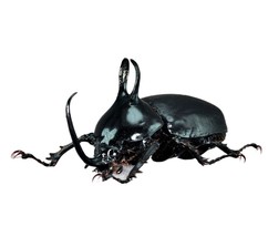 Eupatorus Birmanicus Beetle Statuette Fine Insect Figurine Bugs - £31.91 GBP