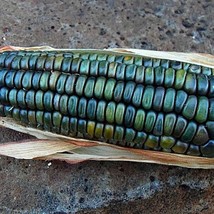 Oaxacan Green Dent Corn 25 Bulk Seeds Gorgeous From Mexico Nutty Flavor Cool Orn - $8.68