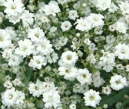 Semilir Gypsophila Seeds 900 Baby&#39;S Breath White Flower Garden Annual Fast Grow  - £6.56 GBP