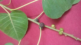 FREE SHIPPING Ficus religiosa Sacred Fig Bodhi Tree Pippala Peepul Peepal 100 Se - £14.11 GBP