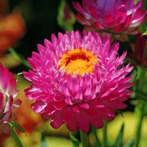 100 Purple Red Strawflower Seeds  - €3,61 EUR