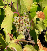 SHIPPED FROM US 20 Canyon Grape Fruit Vitis Arizonica Vine Climber Seeds, LC03 - £15.23 GBP