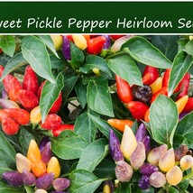 New Fresh Vegetable Seeds Sweet Pickle Pepper 10 Seeds - £12.37 GBP