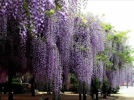 1 Professional Packs, 100 Seeds / Pack, Chinese Wisteria Purple Flowers Garden P - £12.67 GBP