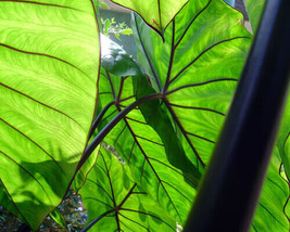 Fontenesii Elephant Ear Colocasia Esculenta Starter Plant USA Shipping - $87.30