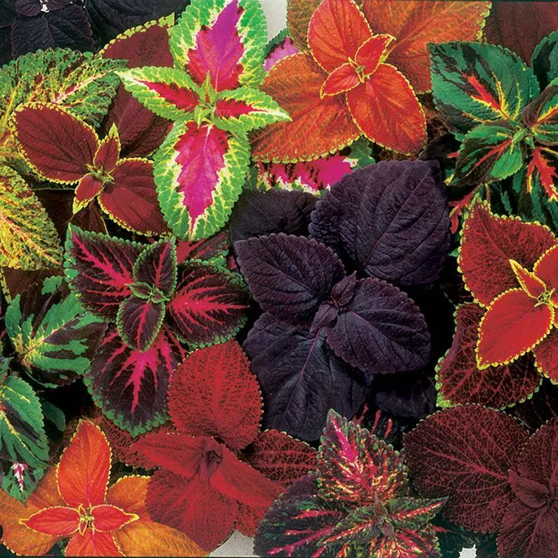 JGBO 12 Coleus Giant Exhibition Mix IndoorOutdoor, Annual-Perennial Flow... - $17.32