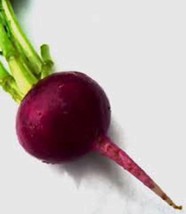 Rafhstore Beet Seed Early Wonder Heirloom Non Gmo 100 Seeds Beets Us Seeds - £6.88 GBP