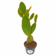 Bunny-Ears Prickly-pear Copper Red, Opuntia microdasys, Large Bunny Ears Prickly - £10.52 GBP