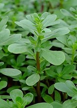 Green Purslane Seeds - 200 Count Seed Pack - Non-GMO - A Leafy Vegetable with a  - £3.95 GBP
