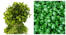 Watercress Seeds True Watercress Chinese Watercress Microgreen 1000 Seeds - £12.70 GBP