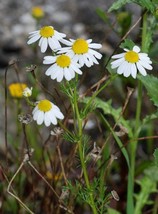 TISSEEDS 1000 German Chamomile Matricaria Recutita Chamomilla Herb Flower Seeds  - £6.72 GBP