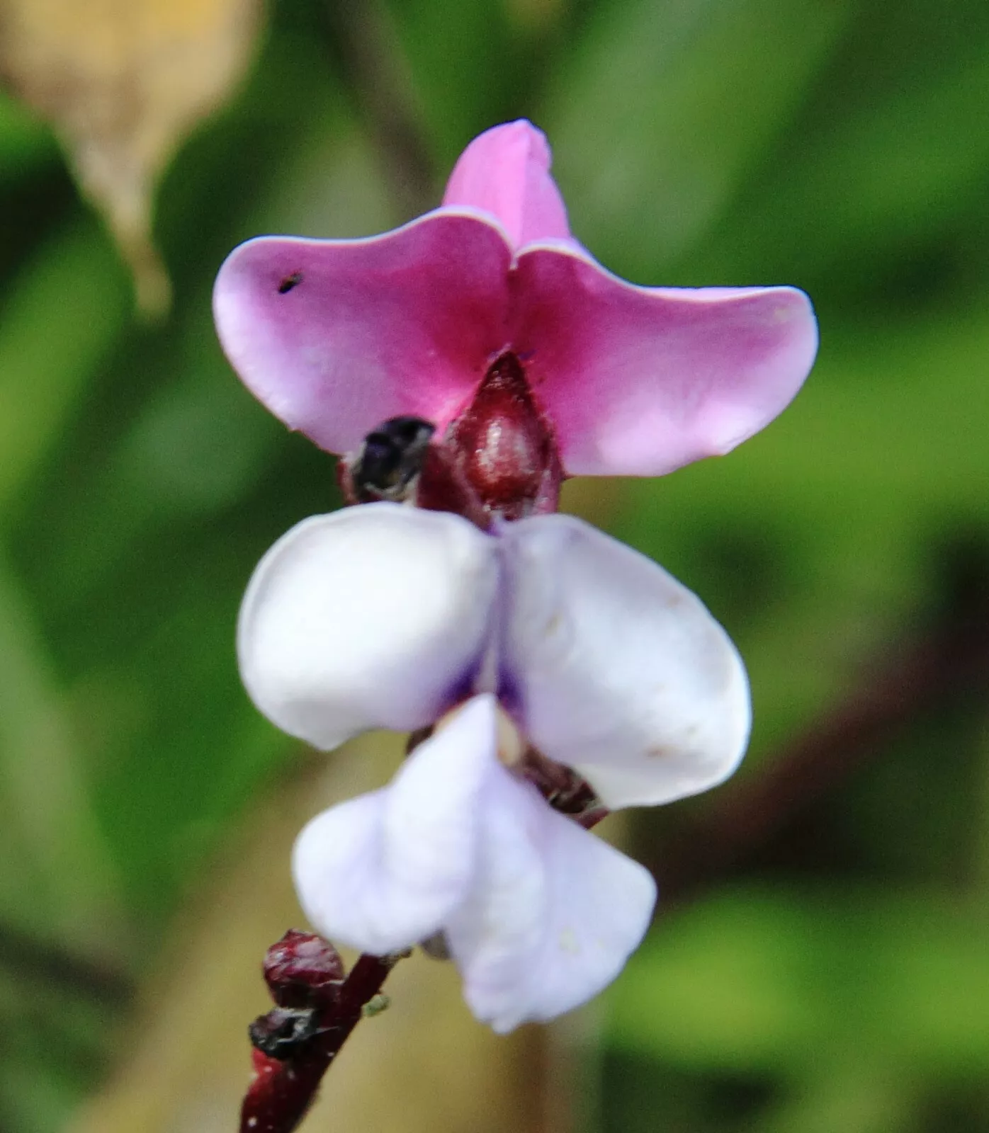 Lablab purpureus Hyacinth Bean 5 high germination Seed - $17.25