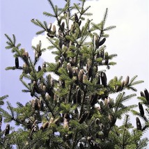 USA SELLER New 30 Balsam Fir Tree Abies Balsamea Christmas Tree Silver Pine Cana - £11.38 GBP