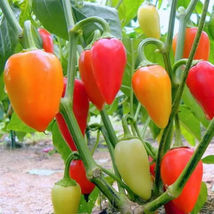 900 Hot Pepper Seeds Santa Fe Grande Chili Pepper Seeds  - Garden Seeds ... - £39.30 GBP