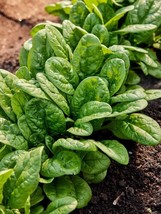Long Standing Bloomsdale Spinach 150+Seeds HeirloomOrganic Usa - £7.80 GBP