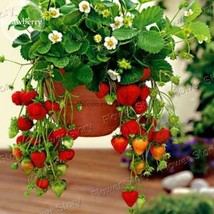 Hanging Giant Red Strawberry Fruits 100 Seeds Juicy Sweet Tasty Strawberry E3800 - $9.75