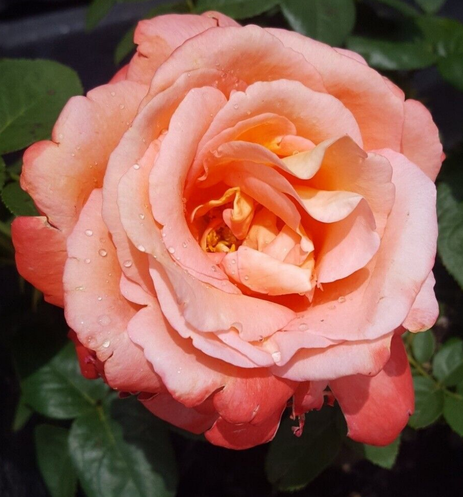 VOODOO ROSE Hybrid Tea Orange Yellow 1 Gal Live Bush Plants Plant Fine R... - $33.90