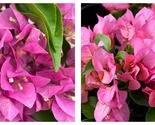Vera Pink Bougainvillea Small Well Rooted Starter Plant - $40.93
