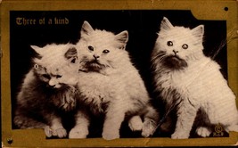 Three Of A Kind Three Adorable Little Kittens-VINTAGE 1910 POSTCARD-BK42 - £2.37 GBP