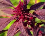 Amaranth Seeds 1000 Red Garnet Herb Garden Micro-Greens Non-Gmo Fast Shi... - $8.99