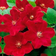 GIB 25 Seeds Easy To Grow Red Clematis Beautiful Flowersing - £7.08 GBP