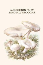 mousseron fairy ring mushroooms - £15.96 GBP