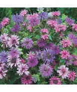 100 pcs Blue Shades Bee Balm Seed Flowers Seed Bloom Hummingbird Flower ... - £9.97 GBP