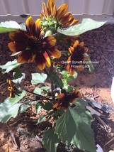Sunflower Dwarf Sonnet+20 Seeds+BUY 2 GET 1 - £5.53 GBP