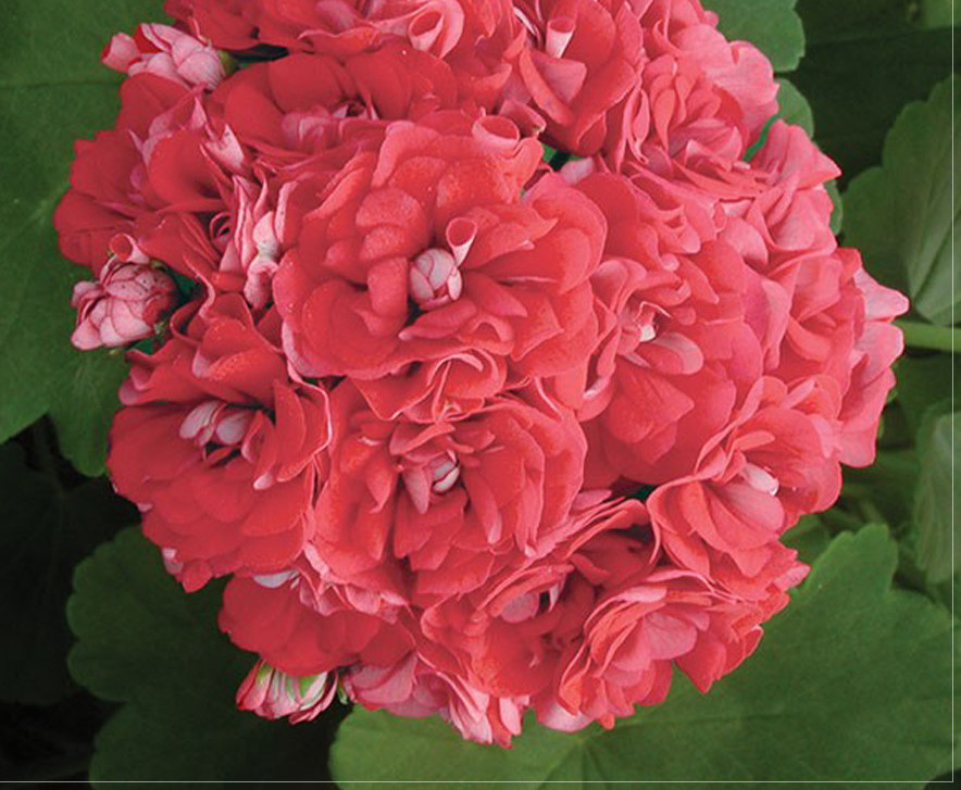 10 seeds Geranium 'Rose Red Rosebud' Hybrid Seeds