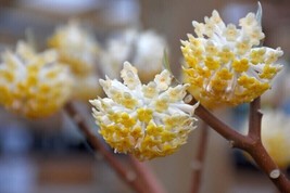 LimaJa Edgeworthia chrysantha | Oriental Paperbush | Mitsumata | 50+ Pure Seeds - £4.79 GBP