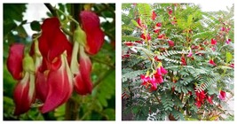 10_Seeds Sesbania grandiflora | Vegetable Hummingbird | Agati | Baby boots  - £15.17 GBP