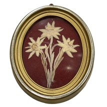 Vintage Authentic Edelweiss Blossom Flower Dried Pressed Framed Austrian... - £27.62 GBP