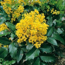 Fresh Mahonia Aquifolium Oregon Grapeholly Seeds - $8.99