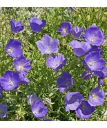 Tussock Bellflower Flower Campanula Carpatica Heirloom Seeds - $11.54