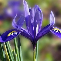 50 Purple Oregon Iris Toughleaf Iris Iris Tenax Flower Seeds New Fresh Seeds - £12.10 GBP