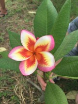 5 pcs Orange Yellow Pink Plumeria Seedss Plants Flower Seeds Perennial - £11.30 GBP