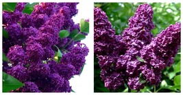 Dark Purple Lilac Seeds Tree Fragrant Flowers Perennial 50 Seeds Garden ... - £25.94 GBP