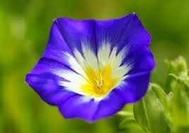 25 Ensign Royal Blue Morning Glory Flower Seeds Perennial ConvolvulusFrom US  - $8.35