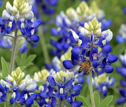PWO 45 Seeds Texas Bluebonnet Texas Seeds Lupine Bluebonnet Red Non Gmo Seeds Ts - £5.64 GBP
