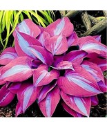 150Pcs/Pack Hosta Flower Seeds Garden Perennials Ornamental Lily Shade H... - $13.67 CAD