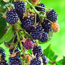 Himalayan Blackberry Seeds - &quot;Big From Chanderlock&quot; Variety, 10 Pack, Organic Fr - £5.21 GBP