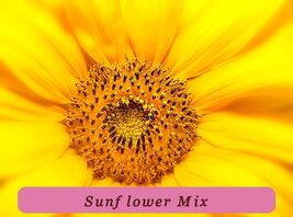 15 Dwarf Teddy Easy Grow Bear Sunflower 15Seeds Spring Mix Heirloom Non-Gmo - $41.15 MXN