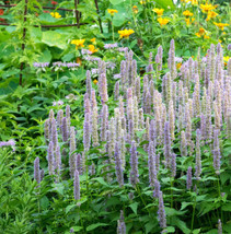 US Seller 200 Seeds Hyssop Giant Lavender Blue Agastache Bees &amp; - $10.17