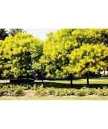 10 Golden Rain Tree Goldenrain Koelreuteria Paniculata Bulk Seeds - €10,19 EUR
