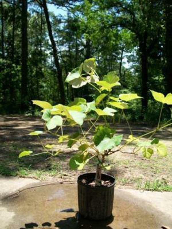 Fredonia Grape 1 Gal. Live Vine Plants Plant Healthy Grapes Home Garden ... - $33.90
