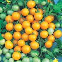 50 Seeds Honey Bunch Yellow Tomato Juicy Tomatoe Vegetable Garden  - £5.32 GBP