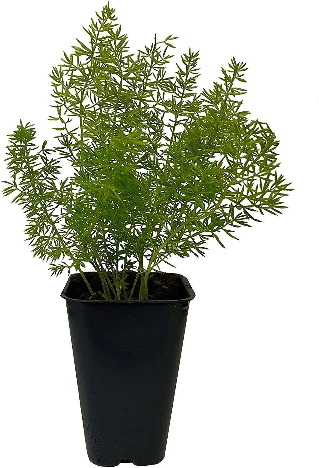 Foxtail Fern Myers 60 Live Plants Ground Cover Asparagus Densiflorus Myersii - £168.01 GBP
