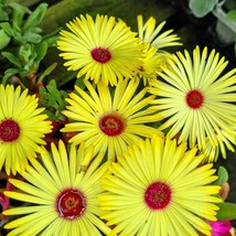 100 Gelato Yellow Ice Plant Mesembryanthemum Daisy Livingstone Succulent Flower  - £11.17 GBP